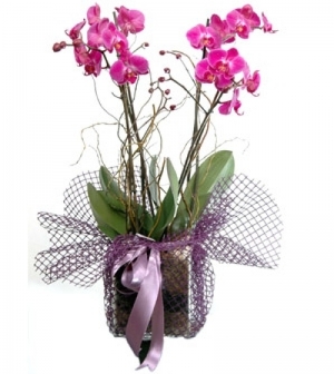 İkili Sevgi Çiçeği Pembe Orkide